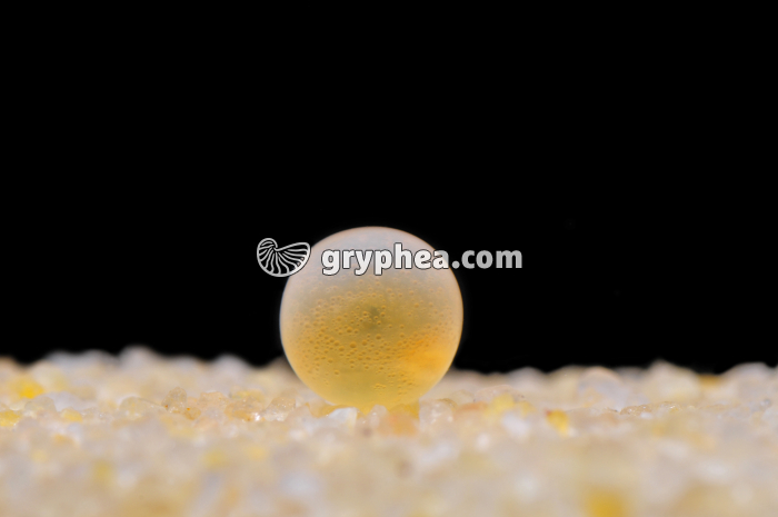 Truite - Ovule fécondé (oeuf) - gryphea.com